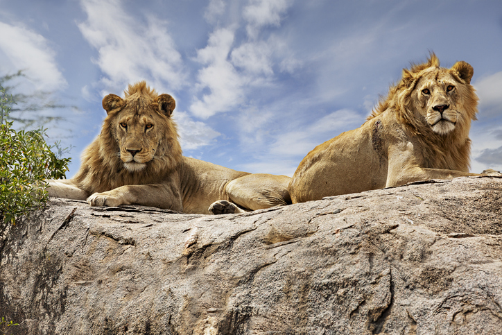Lions on top of the rock in Serengeti, Tanzania.