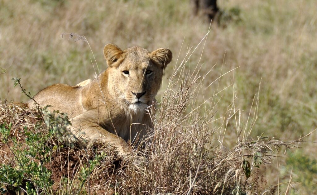 Rwanda -Banner essaie 2